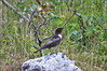 Ime datoteke: IMG_1817-2~0.jpg
Velikost datoteke: 247kB
Dimenzija: 900x601
Datum objave: 12. oktober 2012 IMG_1817-2~0.jpg