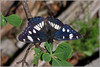 Ime datoteke: IMG_3213-2~0.jpg
Velikost datoteke: 254kB
Dimenzija: 900x603
Datum objave: 20. maj 2013 IMG_3213-2~0.jpg