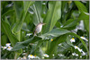 Ime datoteke: IMG_3244-1~0.jpg
Velikost datoteke: 252kB
Dimenzija: 900x606
Datum objave: 2. julij 2011 IMG_3244-1~0.jpg