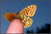 Ime datoteke: IMG_4548-1~0.jpg
Velikost datoteke: 230kB
Dimenzija: 900x606
Datum objave: 31. maj 2011 IMG_4548-1~0.jpg