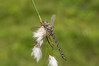 Ime datoteke: IMG_8372-2~0.jpg
Velikost datoteke: 184kB
Dimenzija: 900x600
Datum objave: 2. avgust 2019 IMG_8372-2~0.jpg
