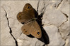 Ime datoteke: IMG_8489-2~0.jpg
Velikost datoteke: 228kB
Dimenzija: 900x601
Datum objave: 31. maj 2014 IMG_8489-2~0.jpg