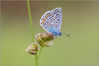Ime datoteke: IMG_8489-2~1.jpg
Velikost datoteke: 213kB
Dimenzija: 900x602
Datum objave: 24. maj 2016 IMG_8489-2~1.jpg