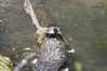 Ime datoteke: IMG_9246-2~0.jpg
Velikost datoteke: 261kB
Dimenzija: 900x600
Datum objave: 5. junij 2016 IMG_9246-2~0.jpg