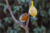 Ime datoteke: IMG_9598-2~1.jpg
Velikost datoteke: 210kB
Dimenzija: 900x601
Datum objave: 24. januar 2017 IMG_9598-2~1.jpg
