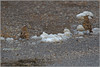 Ime datoteke: IMG_9741-2~0.jpg
Velikost datoteke: 253kB
Dimenzija: 900x603
Datum objave: 19. februar 2013 IMG_9741-2~0.jpg