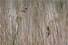 Ime datoteke: IMG_9760-2~0.jpg
Velikost datoteke: 254kB
Dimenzija: 900x601
Datum objave: 18. maj 2019 IMG_9760-2~0.jpg