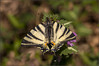 Ime datoteke: IMG_9854-2~0.jpg
Velikost datoteke: 274kB
Dimenzija: 900x602
Datum objave: 31. marec 2014 IMG_9854-2~0.jpg