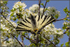 Ime datoteke: IMG_9919-2~1.jpg
Velikost datoteke: 242kB
Dimenzija: 900x604
Datum objave: 2. april 2014 IMG_9919-2~1.jpg