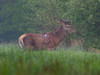 Ime datoteke: IMG_0182~0.jpg
Velikost datoteke: 176kB
Dimenzija: 800x600
Datum objave: 15. maj 2016 IMG_0182~0.jpg