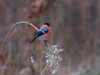 Ime datoteke: IMG_0873~0.jpg
Velikost datoteke: 80kB
Dimenzija: 800x600
Datum objave: 23. februar 2019 IMG_0873~0.jpg