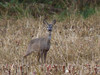 Ime datoteke: IMG_2546~0.jpg
Velikost datoteke: 204kB
Dimenzija: 800x600
Datum objave: 22. november 2016 IMG_2546~0.jpg