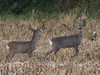 Ime datoteke: IMG_2550~2.jpg
Velikost datoteke: 180kB
Dimenzija: 800x600
Datum objave: 22. november 2016 IMG_2550~2.jpg