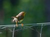 Ime datoteke: IMG_3986~0.jpg
Velikost datoteke: 39kB
Dimenzija: 800x600
Datum objave: 7. junij 2019 IMG_3986~0.jpg