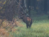 Ime datoteke: IMG_7149~0.jpg
Velikost datoteke: 125kB
Dimenzija: 800x600
Datum objave: 22. november 2016 IMG_7149~0.jpg