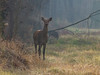 Ime datoteke: IMG_7599~1.jpg
Velikost datoteke: 138kB
Dimenzija: 800x600
Datum objave: 8. januar 2017 IMG_7599~1.jpg