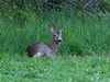 Ime datoteke: IMG_7718~1.jpg
Velikost datoteke: 203kB
Dimenzija: 800x600
Datum objave: 25. maj 2017 IMG_7718~1.jpg