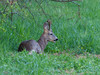 Ime datoteke: IMG_7720~0.jpg
Velikost datoteke: 189kB
Dimenzija: 800x600
Datum objave: 25. maj 2017 IMG_7720~0.jpg