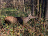 Ime datoteke: IMG_8072~0.jpg
Velikost datoteke: 231kB
Dimenzija: 800x600
Datum objave: 22. december 2018 IMG_8072~0.jpg