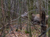 Ime datoteke: IMG_8489~0.jpg
Velikost datoteke: 238kB
Dimenzija: 800x600
Datum objave: 22. december 2018 IMG_8489~0.jpg