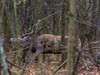 Ime datoteke: IMG_8493~0.jpg
Velikost datoteke: 195kB
Dimenzija: 800x600
Datum objave: 22. december 2018 IMG_8493~0.jpg