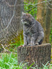 Ime datoteke: IMG_9441~0.jpg
Velikost datoteke: 189kB
Dimenzija: 600x800
Datum objave: 5. maj 2016 IMG_9441~0.jpg