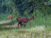 Ime datoteke: IMG_9454~0.jpg
Velikost datoteke: 134kB
Dimenzija: 800x600
Datum objave: 23. maj 2017 IMG_9454~0.jpg