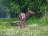 Ime datoteke: IMG_9491~0.jpg
Velikost datoteke: 172kB
Dimenzija: 800x600
Datum objave: 30. maj 2017 IMG_9491~0.jpg