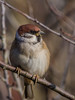Ime datoteke: IMG_9568~0.jpg
Velikost datoteke: 72kB
Dimenzija: 600x800
Datum objave: 7. februar 2017 IMG_9568~0.jpg