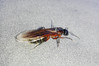 20140607_184634s Camponotus ligniperda.jpg
