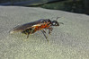20140607_184702s Camponotus ligniperda.jpg