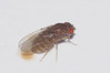 827A5452b Drosophila mercatorum.jpg