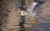 Ime datoteke: IMG_0602s~0.jpg
Velikost datoteke: 243kB
Dimenzija: 900x557
Datum objave: 7. marec 2012 IMG_0602s~0.jpg