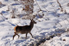 Ime datoteke: IMG_0602s~1.jpg
Velikost datoteke: 291kB
Dimenzija: 900x600
Datum objave: 17. februar 2015 IMG_0602s~1.jpg