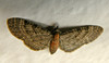 P6169262s Eupithecia haworthiata.jpg