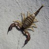 skorpion~0.jpg