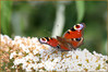 metulj2.1.jpg
