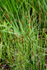 Eleocharis quinqueflora - Crnelski potok 2.jpg