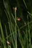 Eleocharis quinqueflora 02 2009-06-09 Visnja gora-Dedni dol.jpg