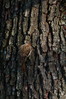 Ime datoteke: Certhia familiaris~0.jpg
Velikost datoteke: 250kB
Dimenzija: 600x900
Datum objave: 28. januar 2012 Certhia familiaris~0.jpg