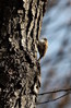 Ime datoteke: Certhia familiaris~1.jpg
Velikost datoteke: 242kB
Dimenzija: 588x900
Datum objave: 7. marec 2012 Certhia familiaris~1.jpg