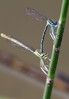 Coenagrion puella-travniski skratec.jpg