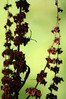 Ime datoteke: Coreus marginatus-rjava usnjatka~0.jpg
Velikost datoteke: 115kB
Dimenzija: 600x900
Datum objave: 13. avgust 2011 Coreus marginatus-rjava usnjatka~0.jpg