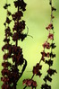 Coreus marginatus-rjava usnjatka~0.jpg