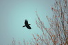 Corvus corax.jpg