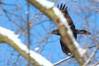 Corvus corax~0.jpg