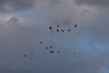 Corvus corax~1.jpg