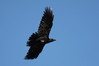 Corvus corax~2.jpg