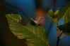 Cupido argiades-rumenooki kratkorepec~0.jpg