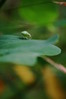 Palomena prasina-zelena listna stenica.jpg